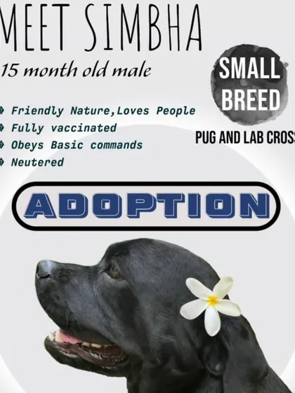 An adoption poster for Simbha, a 15-month-old male Pug and Lab cross. He is a friendly, small-breed dog who knows basic commands.