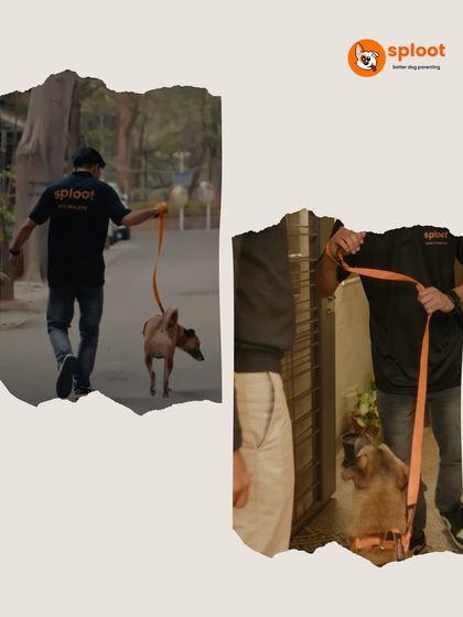 From the moment our walker arrives to the final goodbye, our focus is on a safe, enjoyable, and reliable experience for your dog.