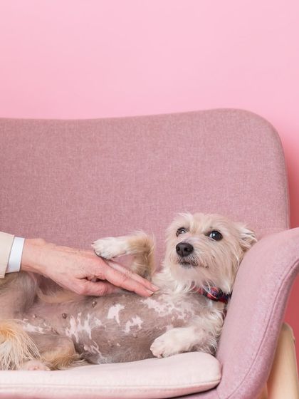 Rohit - Family & Pet Photography Miscellaneous Work photo 4