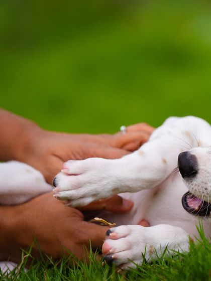 The simple joy of a belly rub. This close-up on the hands and paws shows the connection without needing to see faces.