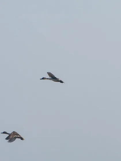 A group of ducks flying in formation against a pale sky. This type of shot is great for practicing composition with multiple moving subjects.