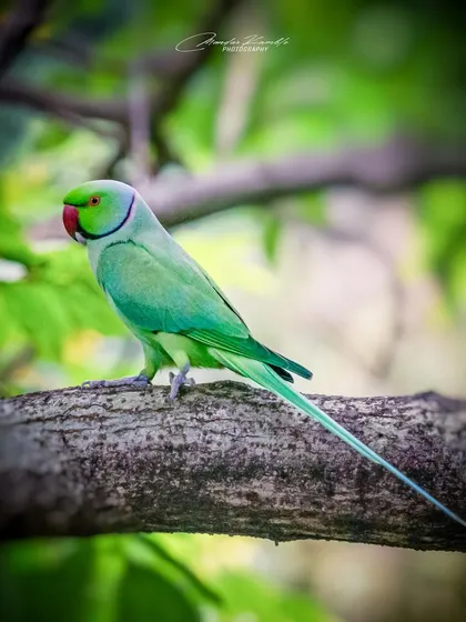 A Rose-ringed Parakeet, a common but beautiful sight. The vibrant green of its body and the red ring around its neck are captured in sharp detail.
