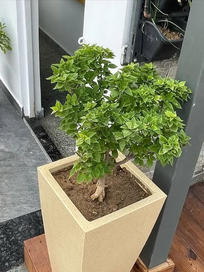 A close-up of a bougainvillea plant in a cream-colored planter, adding a touch of natural beauty next to an office entrance.