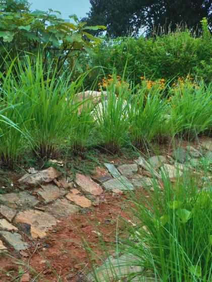 A close-up of the planting design, featuring native grasses and a simple stone path. This approach intentionally limits hardscaping, allowing the softscape to dominate and create a more natural, living feel.