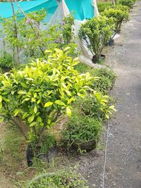 Wholesale Plant Nursery