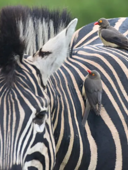 A classic moment of symbiosis on the African savanna, where a Red-billed Oxpecker rests on the back of a Plains Zebra. This photograph captures the intricate relationships within the ecosystem of Kruger National Park.