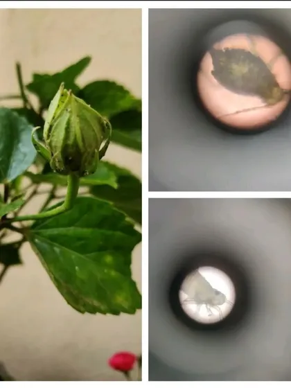 A collage showing a flower bud and the tiny insects on it as seen through a paper microscope, revealing a hidden ecosystem.
