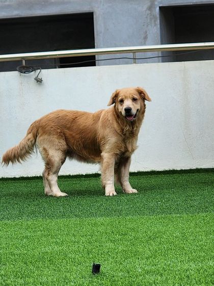 A senior Golden Retriever, enjoying his time in the yard.