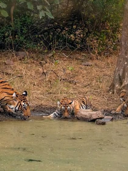 A mother tiger and her three cubs come to a waterhole for a drink. Family sightings like this are incredibly special and offer a glimpse into the social dynamics of these magnificent animals.