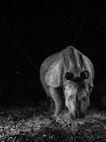 Duplicate of image 45.