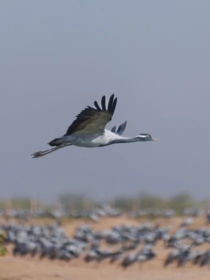 A Demoiselle Crane soars over a massive flock at Khichan, Rajasthan. This village hosts over 30,000 of these migratory cranes every winter.