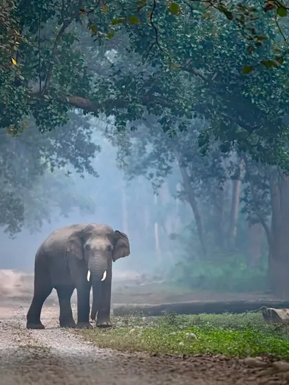 A tusker elephant emerges from the mist in Jim Corbett National Park. My tours cover diverse habitats, and I guide you in capturing not just big cats, but the full majesty of India's wildlife, teaching techniques for atmospheric shots like this.