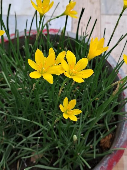 Bhardwaj - Urban Gardening Consultation A Riot of Colorful Flowers photo 228