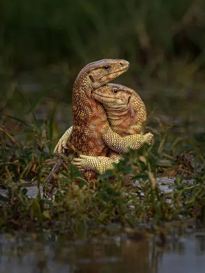 A rare and heartwarming moment as two monitor lizards appear to embrace. This wildlife photograph showcases the incredible patience and luck required to capture unique animal behavior in its natural habitat.