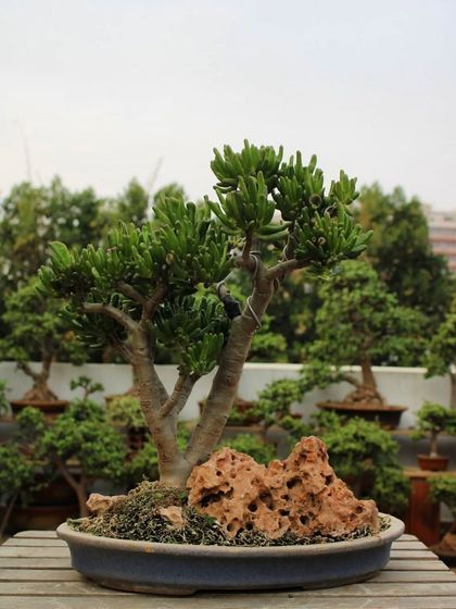 A beautiful Finger Jade bonsai, its unique tubular leaves reaching for the sky. This variety adds a touch of modern and quirky elegance to any bonsai collection.