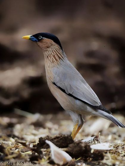 A Brahminy Starling posing on the ground, a different perspective for this often arboreal bird.