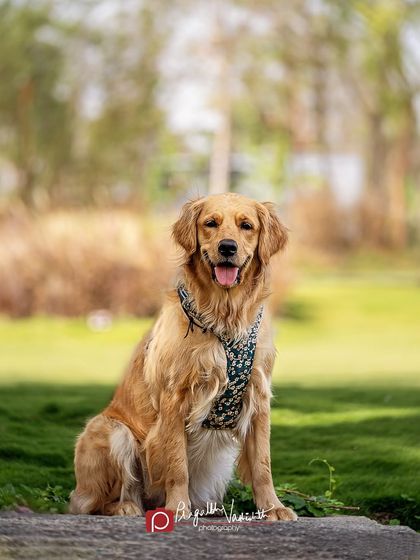 Pragalbh - Commercial Pet Photography Action & Lifestyle Photography photo 12