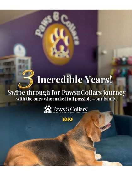 PawsnCollars - Pet Boarding & Hotel Our Paws & Collars Family photo 9