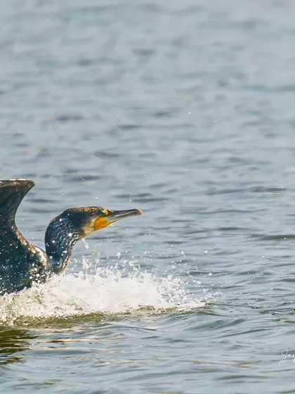 Duplicate of the cormorant's splash landing, a dynamic and exciting moment.