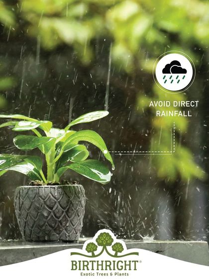 Monsoon care tip: Avoid direct, heavy rainfall on delicate plants. A covered balcony or patio is the perfect spot for them to enjoy the humidity without getting waterlogged.