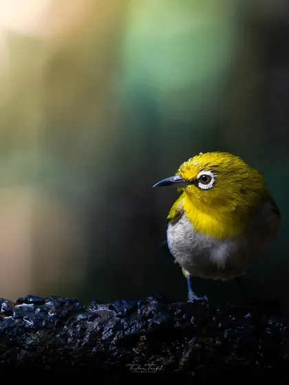 A portrait of the tiny Indian White-eye, its bright yellow feathers and curious gaze making it a joyful subject to photograph.