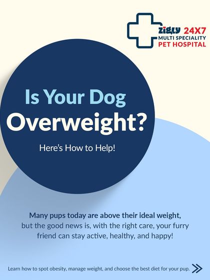 Zigly - Veterinary Services Pet Parent Resources & Tips photo 18