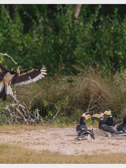 A Malabar Pied Hornbill lands to join the group, its black and white wings spread wide. These birds are often found in large, noisy flocks.