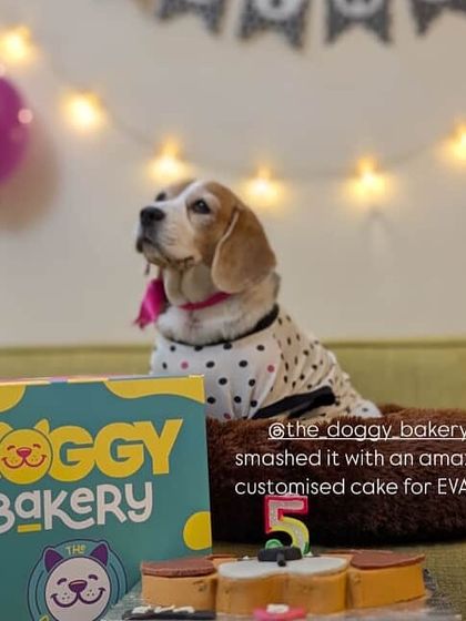 Eva the Beagle posing proudly next to her birthday cake and our vibrant packaging. We love getting photos from our happy customers' celebrations.