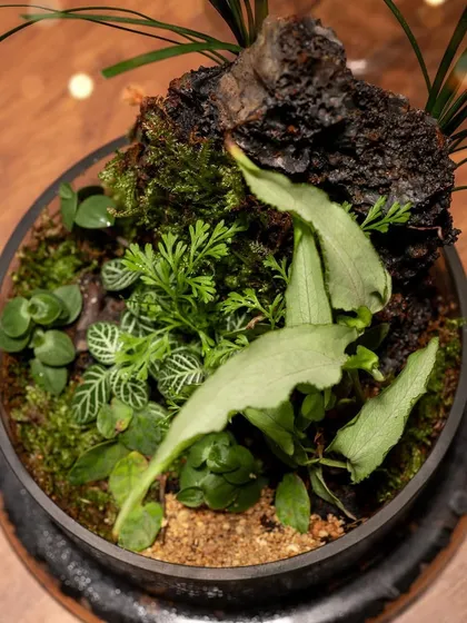 A top-down perspective of the cloche terrarium reveals the rich variety of textures and shades of green. This living decor piece is a beautiful, low-maintenance gift that grows.