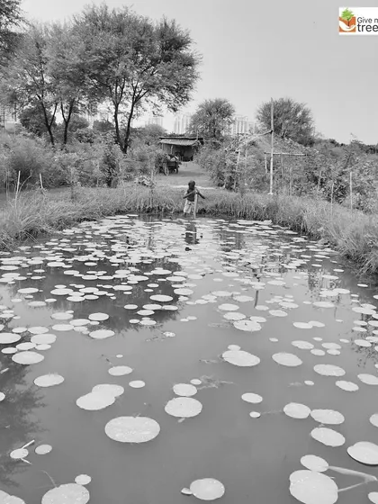 A child looks into a pond teeming with life. These water bodies become outdoor classrooms, teaching the next generation about the importance of aquatic ecosystems.