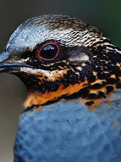 A stunning close-up of a Rufous-throated Partridge. The intricate patterns on its face and throat, with patches of black, white, and orange, are displayed in exquisite, sharp detail.