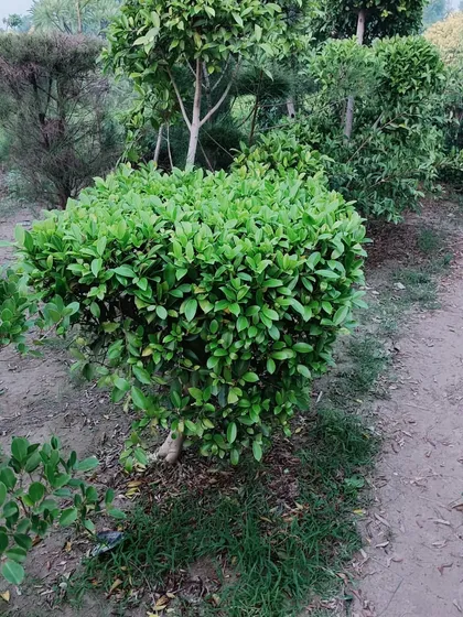 A neatly trimmed ficus panda bush. This type of shaping is ideal for creating dense, rounded forms that can be used as standalone features or as part of a larger garden design.