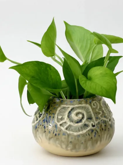 A Money Plant (Pothos) in a unique, handcrafted ceramic pot with a spiral fossil design. We believe the pot is just as important as the plant, and we source unique pieces like this.