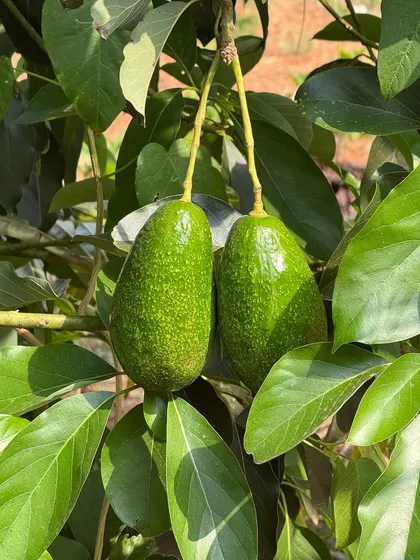 A close-up of our creamy avocados, growing lush and green on the tree. Cultivated using agroforestry methods, these fruits are not only delicious but also contribute to a healthier, more diverse ecosystem.