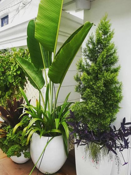 Natura - Rooftop, Terrace & Balcony Gardens Residential Terrace Gardens photo 5