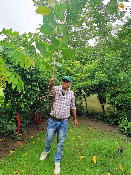 Holding up a rescued sapling with its roots intact, a team member shows the success of a careful extraction. A healthy root system is the key to the plant's survival and future growth.