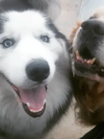I love seeing friendships blossom. Here are Oscar, a gentle senior Golden Retriever, and Scooby, a young and energetic Husky, sharing a happy moment. My boarding service focuses on positive pack socialization for dogs of all ages and breeds.