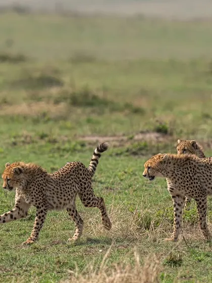 The chase continues with the cheetahs working together. Capturing multiple fast-moving subjects is a challenge, but my gear's advanced autofocus tracking allows me to keep the main subjects sharp while telling a wider story.