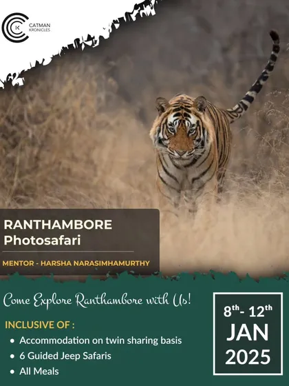 An advertisement for my Ranthambore Photosafari, featuring an action shot of a tiger. These tours are designed to help you capture your own incredible moments in this tiger paradise.
