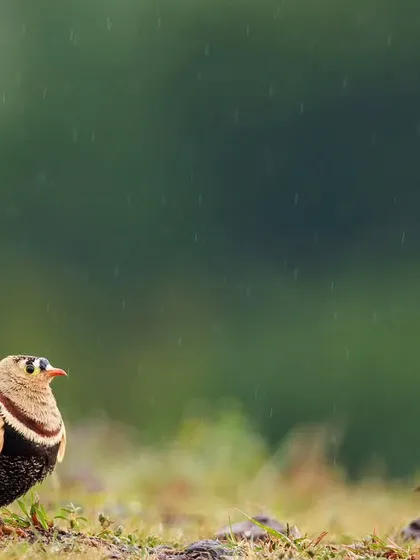 A male Painted Sandgrouse in the rain, with an Ashy-crowned Sparrow Lark in the background. The sandgrouse has a beautiful, intricate pattern and a bold chest band.