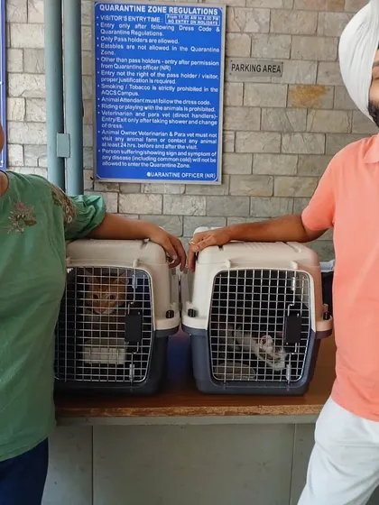 This family is all smiles as their two cats get their final travel clearance for Canada. I manage the process for both dogs and cats with equal expertise.