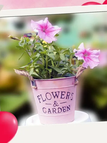 A lovely pink Petunia in a decorative metal bucket, perfect for spreading love and greenery on any occasion.