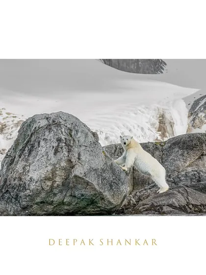From curious quests on rocky shores to solitary walks across the ice, these images showcase the diverse behaviors and stunning environments of the polar bears we encounter on my Arctic journeys.
