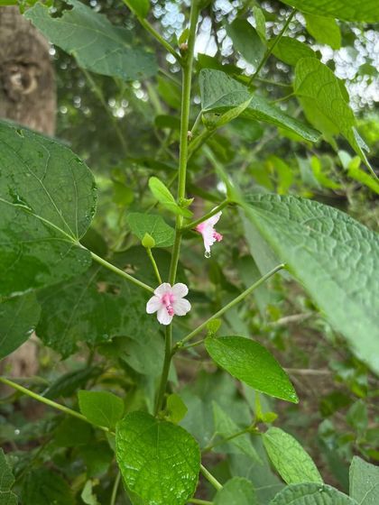 A delicate pink flower blooms at our Ghata Bundh restoration site. The return of such small, beautiful wildflowers is a sign that the soil is recovering and the ecosystem is becoming more diverse.