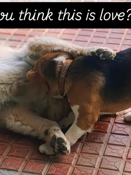 You think this is love? It's a mix of play and affection between these two.