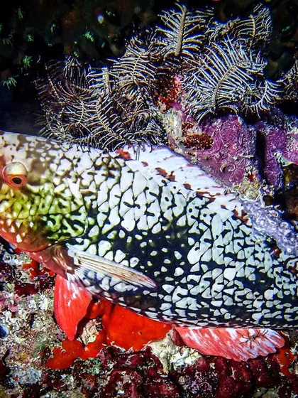 We love showing our divers the small wonders of the reef. This beautifully patterned parrotfish is sleeping soundly inside a protective mucus cocoon it creates every night. It's these fascinating marine life behaviors that make every dive a unique learning experience.