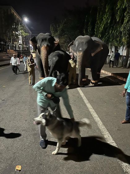 Brooke's Home - Dog & Cat Training Adventures & Socialization photo 5