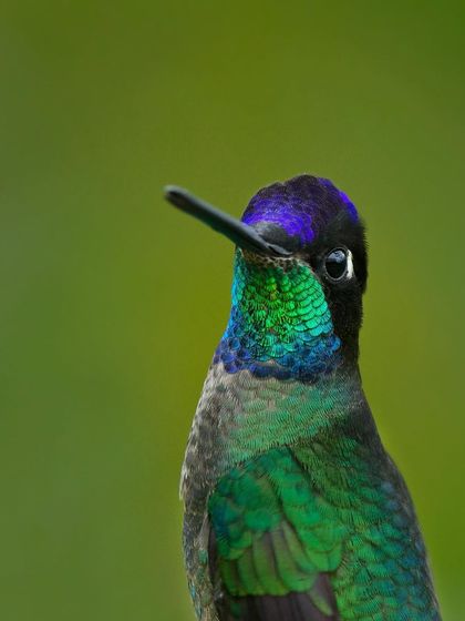 A close-up portrait of a Talamanca Hummingbird, focusing on the incredible detail and color of its plumage.