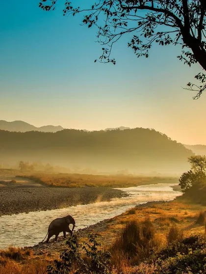 A lone tusker ascends a hill by the Ramganga River at sunrise. This award winning image from Jim Corbett National Park captures a serene and majestic moment, perfect for conveying a sense of peace and natural beauty.