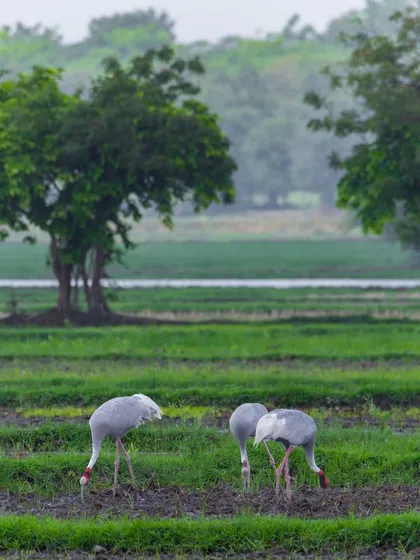 A family of Sarus Cranes, the world's tallest flying birds, forages peacefully in an agricultural field in Gujarat. This image captures the delicate balance of coexistence between wildlife and human settlements.